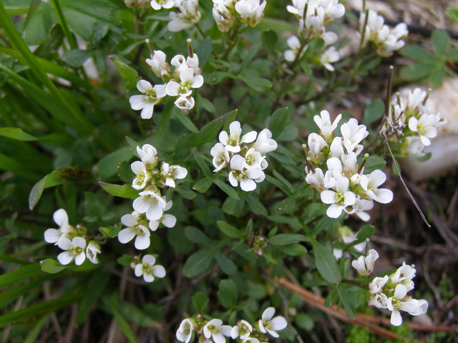 Cardamine resedifolia e  Hornungia alpina